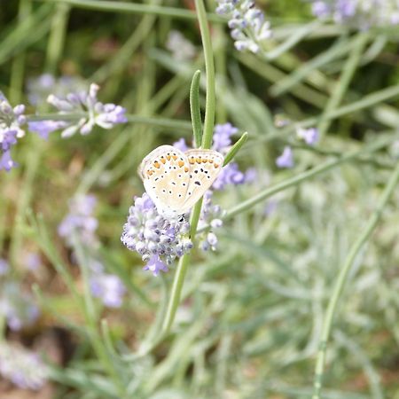 Gite Le Cherche Midi Gaillac Exteriér fotografie